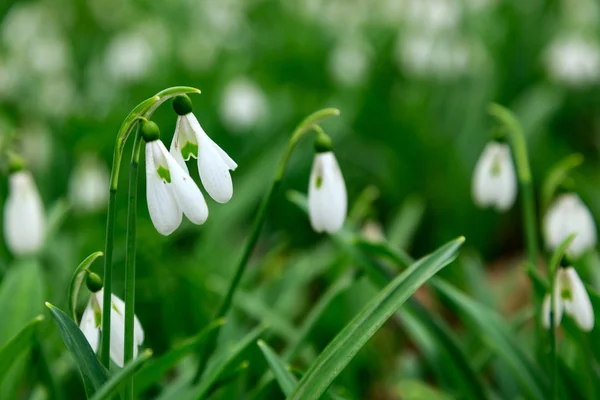 Gota de neve, Galanthus nivalis — Fotografia de Stock