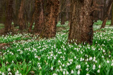kardelen, galanthus nivalis