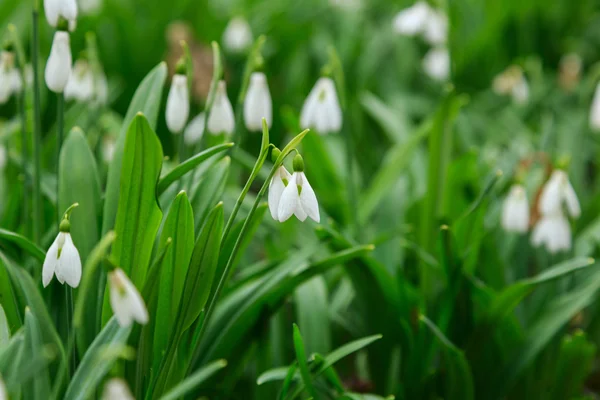 Przebiśnieg galanthus nivalis — Zdjęcie stockowe