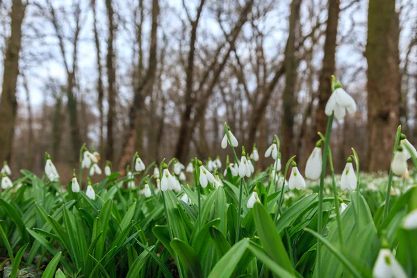 Przebiśnieg galanthus nivalis — Zdjęcie stockowe