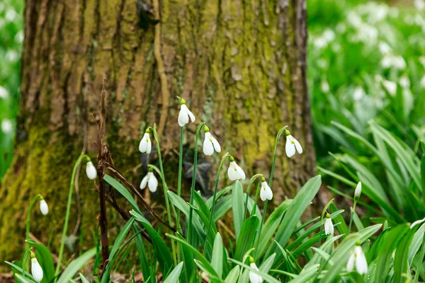 Snowdrop, Galanthus nivalis — Stockfoto