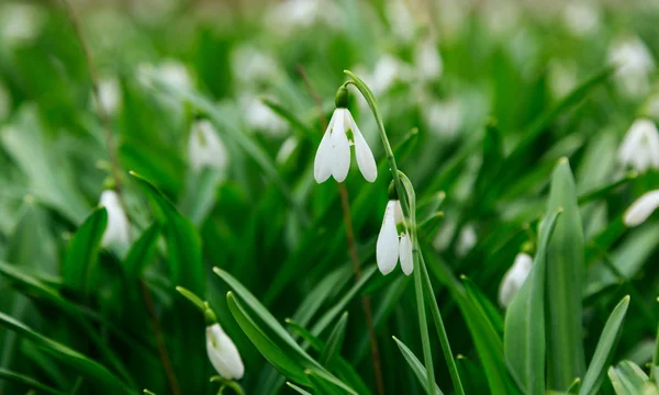 Kardelen, galanthus nivalis — Stok fotoğraf