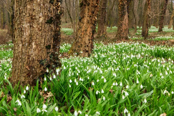 Przebiśnieg galanthus nivalis — Zdjęcie stockowe