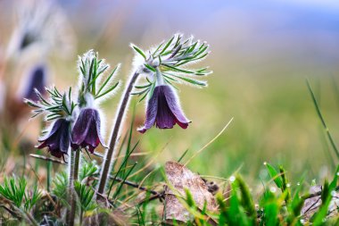 Pulsatilla montana bahar çayır çiçek açan bir grup