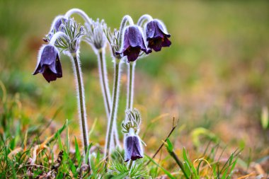 Pulsatilla montana bahar çayır çiçek açan bir grup