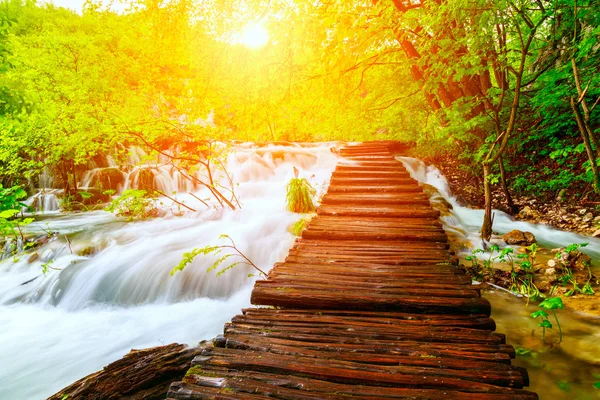 Sommaren skog väg i plitvice nationalpark — Stockfoto