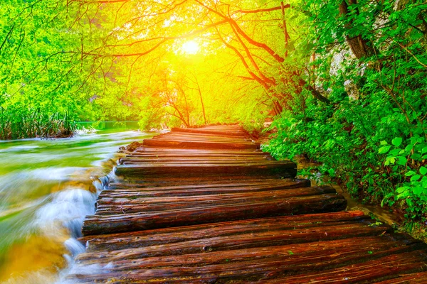 Caminho da floresta de verão no parque nacional plitvice — Fotografia de Stock