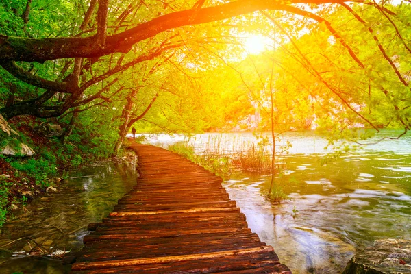 Caminho da floresta de verão no parque nacional plitvice — Fotografia de Stock