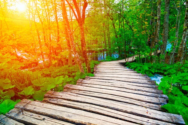 Sommerwaldpfad im Plitvicer Nationalpark — Stockfoto