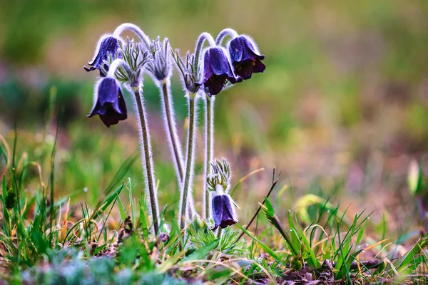 En grupp av Pulsatilla montana blommar på våren äng — Stockfoto