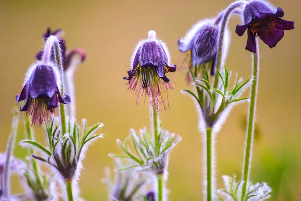 Eine Gruppe von pulsatilla montana blüht auf der Frühlingswiese — Stockfoto