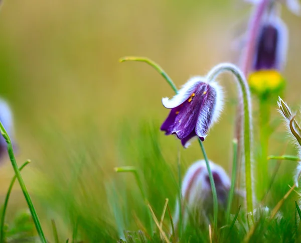 En grupp av Pulsatilla montana blommar på våren äng — Stockfoto