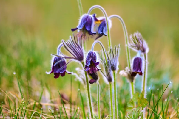 Grupa Pulsatilla montana kwitnący na wiosna łąka — Zdjęcie stockowe