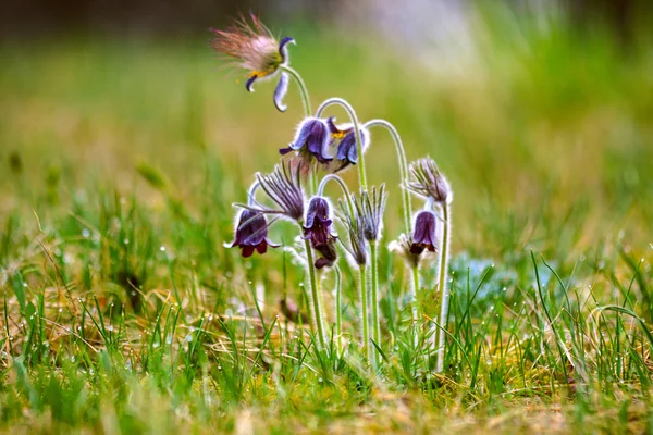 En grupp av Pulsatilla montana blommar på våren äng — Stockfoto