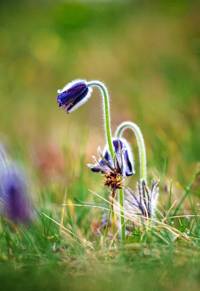 En grupp av Pulsatilla montana blommar på våren äng — Stockfoto