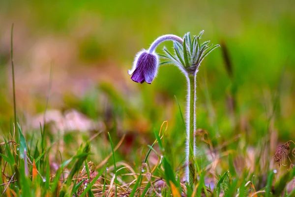 Un grupo de Pulsatilla montana floreciendo en el prado de primavera —  Fotos de Stock