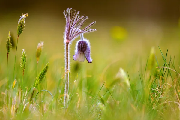 Un grupo de Pulsatilla montana floreciendo en el prado de primavera —  Fotos de Stock