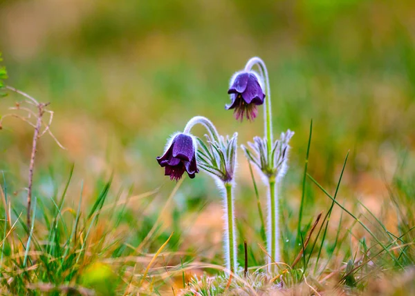 A group of Pulsatilla montana blooming on spring meadow — Stock Photo, Image