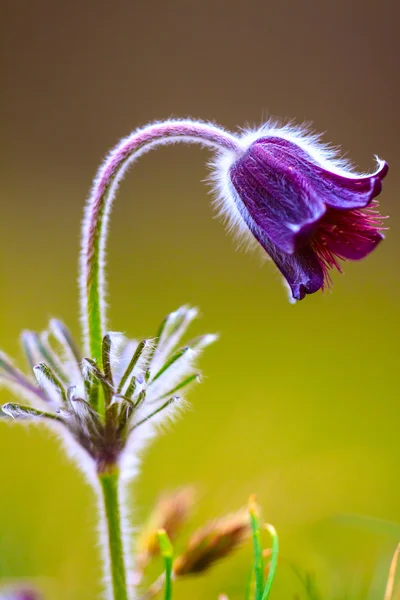 A group of Pulsatilla montana blooming on spring meadow — Stock Photo, Image