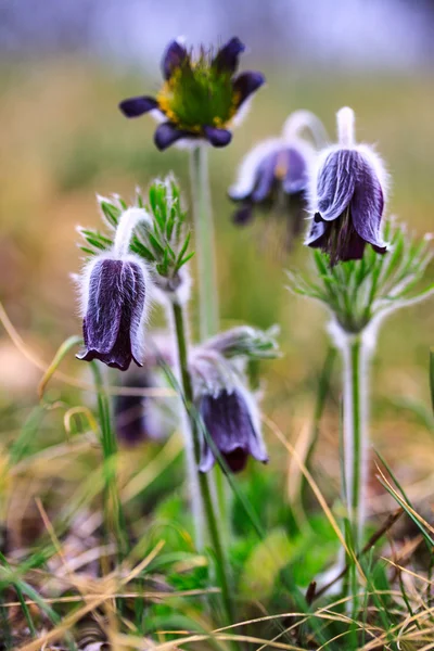 En grupp av Pulsatilla montana blommar på våren äng — Stockfoto