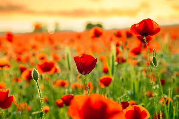 Poppies campo prado no verão — Fotografia de Stock