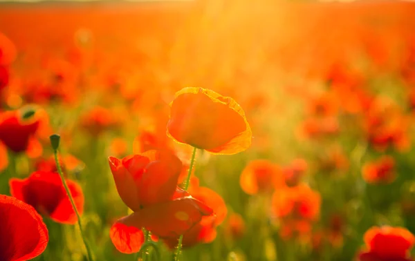 Mohnfeld Wiese im Sommer — Stockfoto