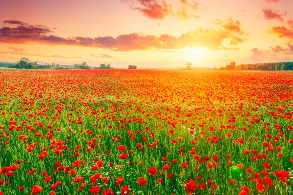 Poppies campo prado no verão — Fotografia de Stock