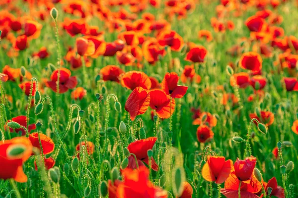 Poppies campo prado no verão — Fotografia de Stock