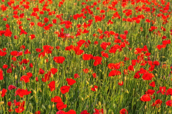 Mohnfeld Wiese im Sommer — Stockfoto