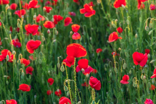 Poppies campo prado no verão — Fotografia de Stock