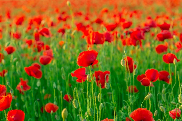 Poppies campo prado no verão — Fotografia de Stock