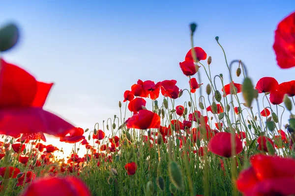 Poppies campo prado no verão — Fotografia de Stock