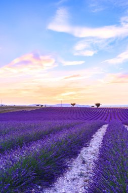 Lavanta alan yaz Valensole yakın