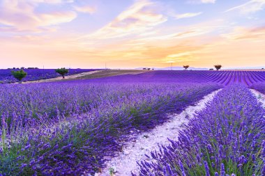 Lavanta alan yaz Valensole yakın