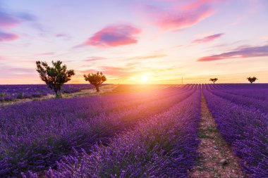 Lavanta alan yaz Valensole yakın
