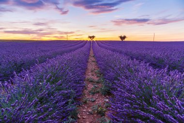 Lavanta alan yaz Valensole yakın