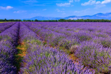 Lavanta alan yaz peyzaj Valensole yakın