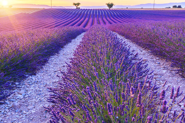 Beautiful sunset lavender field