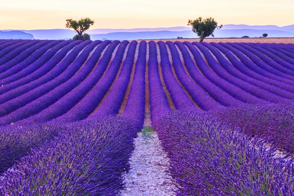 Campo de lavanda verano cerca de Valensole —  Fotos de Stock