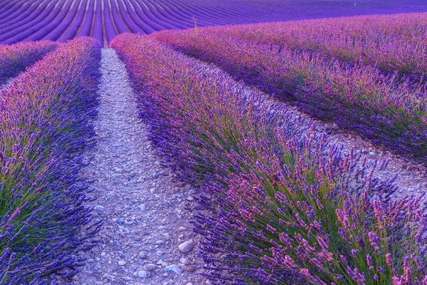 Lavanta alan yaz peyzaj Valensole yakın — Stok fotoğraf