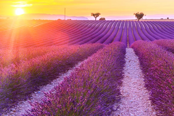 Vacker solnedgång lavendel fält — Stockfoto