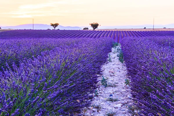 Lavendel veld zomer in de buurt van Valensole — Stockfoto