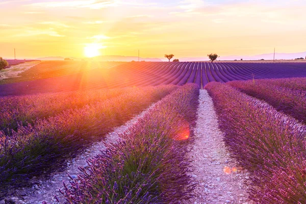 Beautiful sunset lavender field — Stock Photo, Image