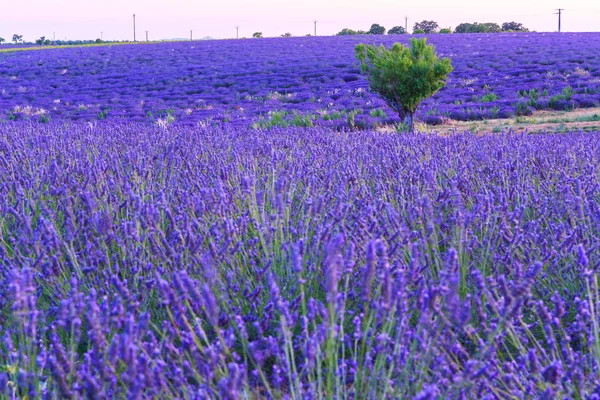 Levendula mező nyári táj közelében Valensole — Stock Fotó