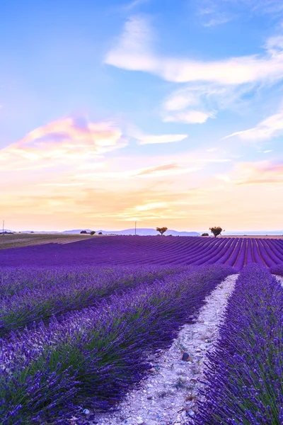 Lavendelfeld Sommer in der Nähe von Valensole — Stockfoto