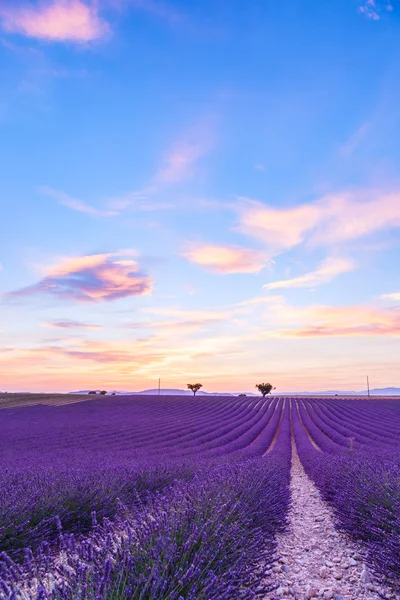 Lavendel veld zomer landschap in de buurt van Valensole — Stockfoto