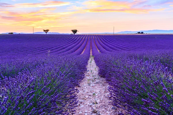 Lavendel fält sommar landskap nära Valensole — Stockfoto