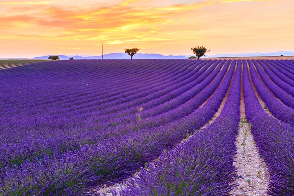 Levendula mező nyári közelében Valensole — Stock Fotó