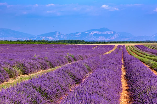 Lavendel fält sommar landskap nära Valensole — Stockfoto