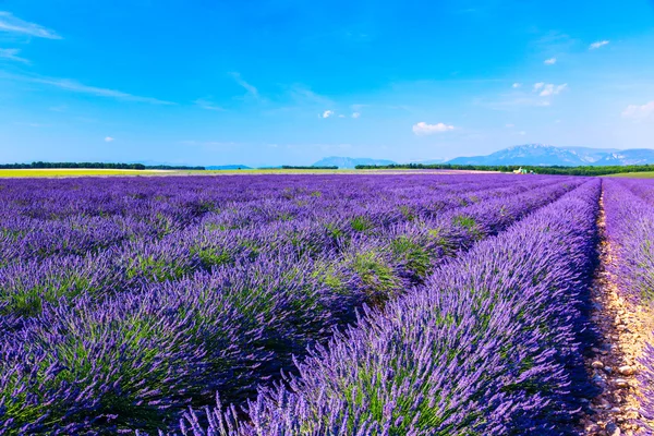 薰衣草花田夏日风景附近 Valensole — 图库照片